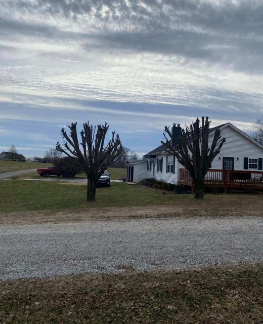 Tree Pruning service