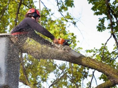 Tree Pruning Service Dublin