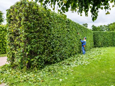 Hedge Triming Service in Dublin
